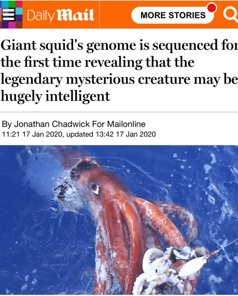 Read more about the article Giant Squid’s Genome Is Sequenced For The First Time Revealing That The Legendary Mysterious Creature May Be Hugely Intelligent
