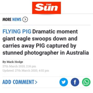 Read more about the article “Yea, whenever pigs fly goyim!”
#TheGreatAwakening…