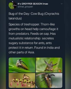 Read more about the article [New] Bug of the Day 
#GroyperSeason…