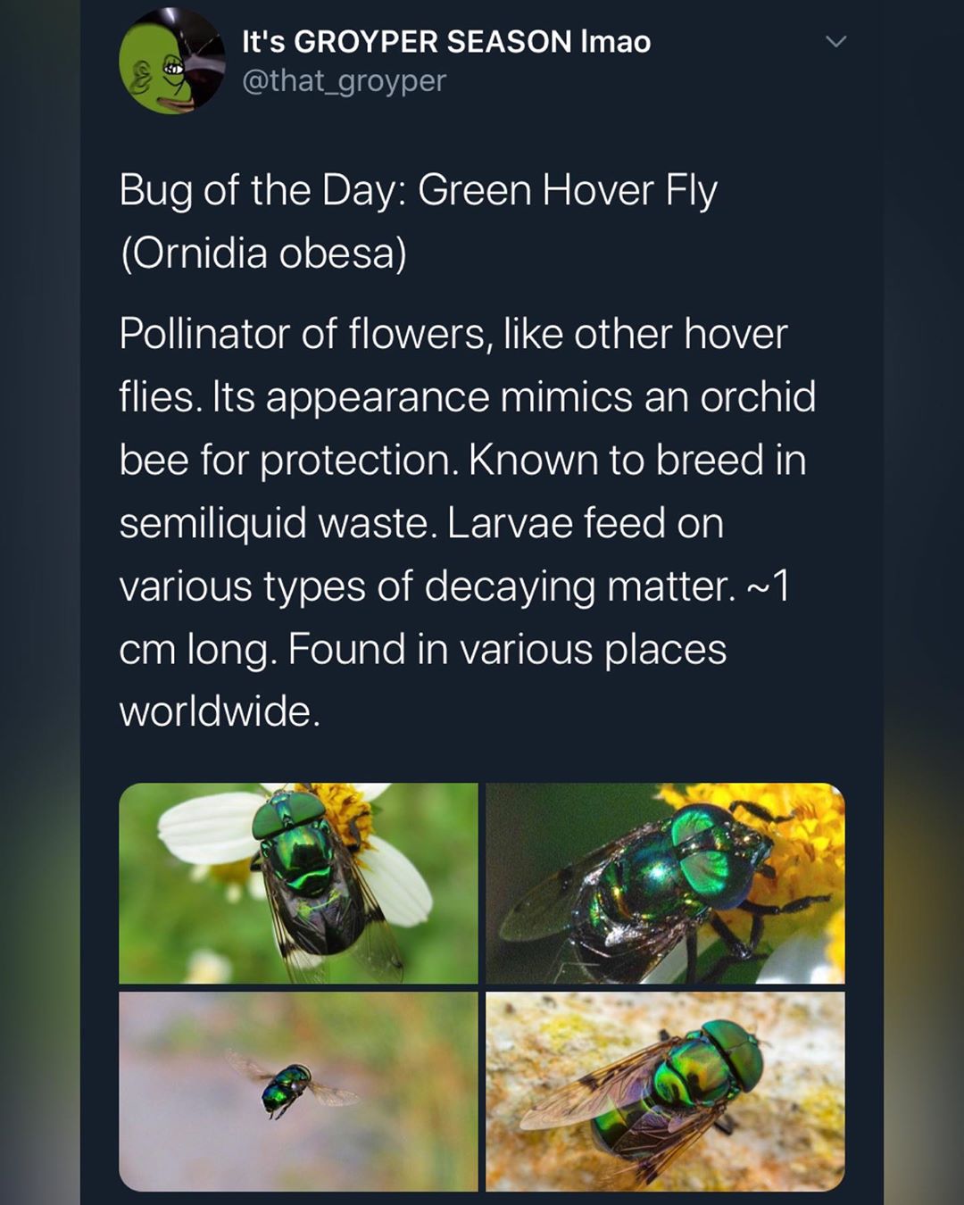 You are currently viewing [New] Bug of the Day
The Green Hover Fly
Or The (((Jewel))) Fly
#GroyperSeason…