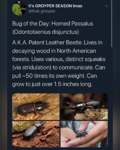Read more about the article [New] Bug of the Day
#GroyperSeason
#TheGreatAwakening…