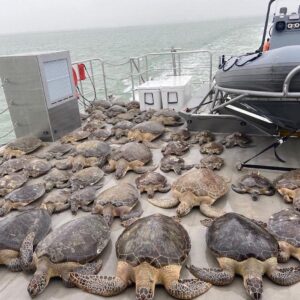 Read more about the article Texas Game Wardens have been rescuing sea turtles from the frigid waters & tr