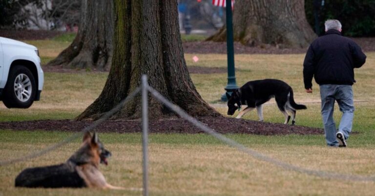 Read more about the article Biden dog poop near White House Diplomatic Room, another mishap for first family pets