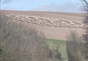 Read more about the article It’s Happening 

Mystery in Rottingdean, East Sussex as hundreds of sheep stand