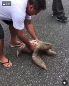 Read more about the article Man saves a Sloth. The sloth waves back to say thank you