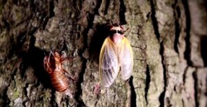 Read more about the article ‘Tastes Like Shrimp’ – Virginia Restaurant Serves Cicada Tacos in Latest Push to Convince People to Eat Bugs (VIDEO)