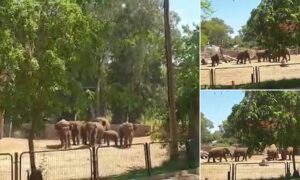 Read more about the article Moment herd of elephants at Israeli zoo huddled together to shield calf from Ham