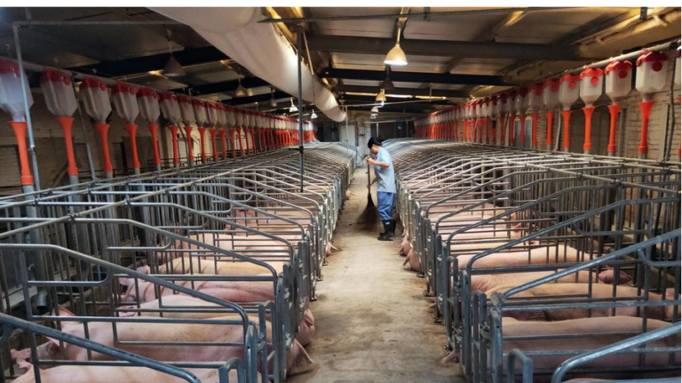 Read more about the article Chinese Hog Farmers’ Crisis, First On-Chain Digital Yuan Wage Payment In Communist China – GNEWS