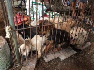 Read more about the article These sick fucks
Yulin’s cruel DOG MEAT festival gets underway as China THWARTS