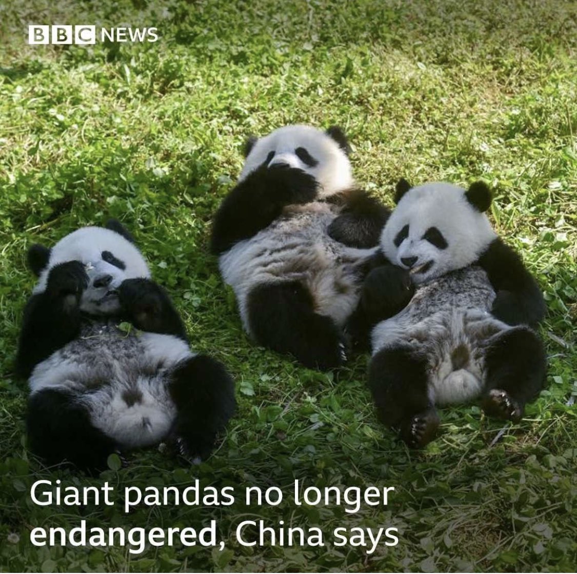 You are currently viewing BBC News: Giant Pandas Are No Longer Endangered