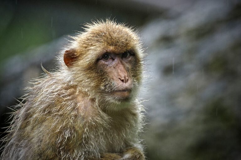Read more about the article On July 16, #China reported the first #MonkeyBVirus death in its history.The i