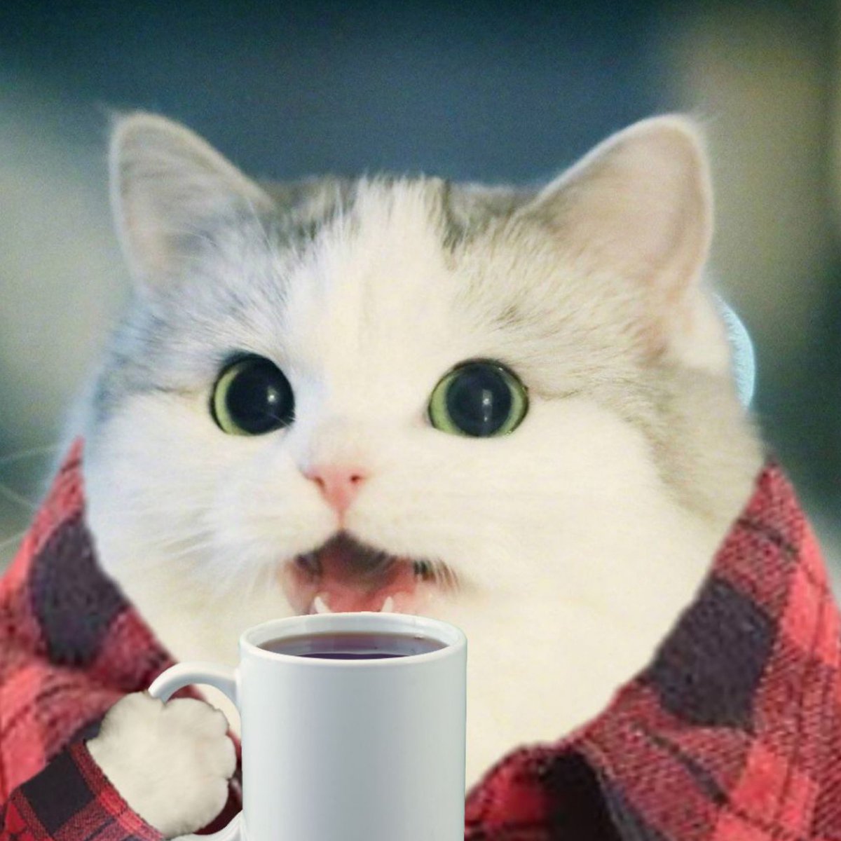 You are currently viewing Good Mornt

*sip