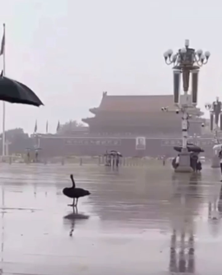 Read more about the article A black swan has landed in Beijing’s Tiananmen Square
There is a video in my Tel