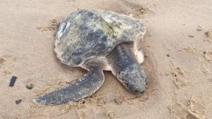 Read more about the article ‘Very rare’ sea turtle washes up on Welsh beach after Storm Arwen