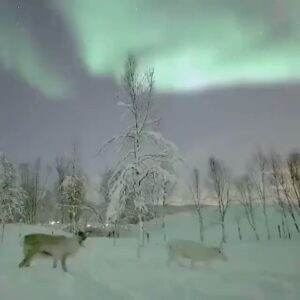 Read more about the article Reindeer under the Northern LightsG O O D N I G H T