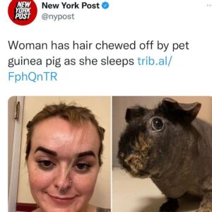 Read more about the article Woman has hair chewed off by pet guinea pig as she sleeps