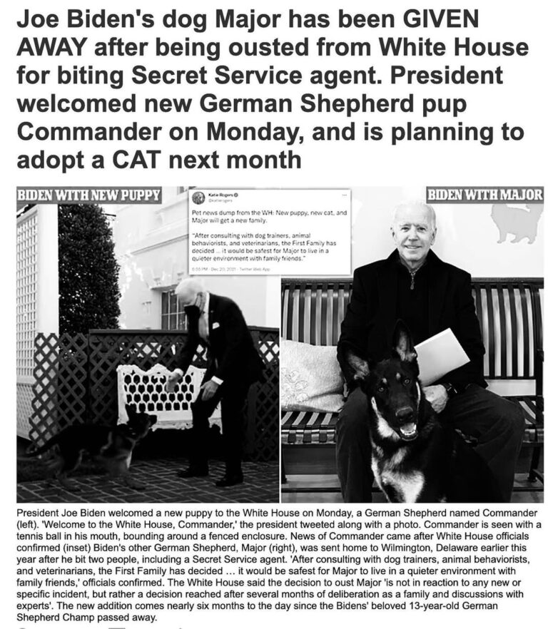 Read more about the article Joe Biden’s dog Major has been GIVEN AWAY after being ousted from White House for biting Secret Service agent. President welcomed new German Shepherd pup Commander on Monday, and is planning to adopt a CAT next month
