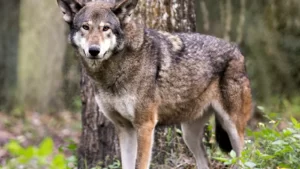Read more about the article A rare red wolf was found shot in the spine and left alive to drown in the mud i