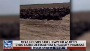 Read more about the article Tucker Carlson Covers the 10,000 Kansas Cattle Deaths and Food Processing Crisis in America (Video)