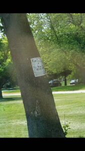 Read more about the article BASED TREE