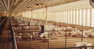 Read more about the article 26 states urge Supreme Court to reverse California’s farm animal confinement law