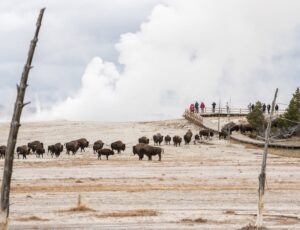 Read more about the article (Heads Up!) Man gored by bison in Yellowstone; Always stay more than 25 yards (2