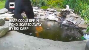 Read more about the article A black bear in Massachusetts was caught on camera trying to cool off in a backy