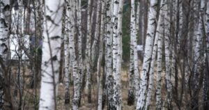 Read more about the article Price of Birch Firewood Doubles in Finland Amid Energy Crunch