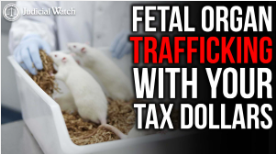 Read more about the article FETAL ORGAN TRAFFICKING WITH YOUR DOLLARS