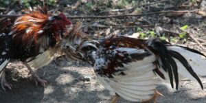 Read more about the article Family Sentenced By Feds For Running ‘One Of The Largest Cockfighting Enterprises’ In The US